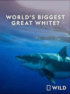 世界最大的公牛鲨